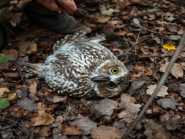 Malta Watch: Owl found injured in Buskett, eNGO urges FKNK to be tough with hunters